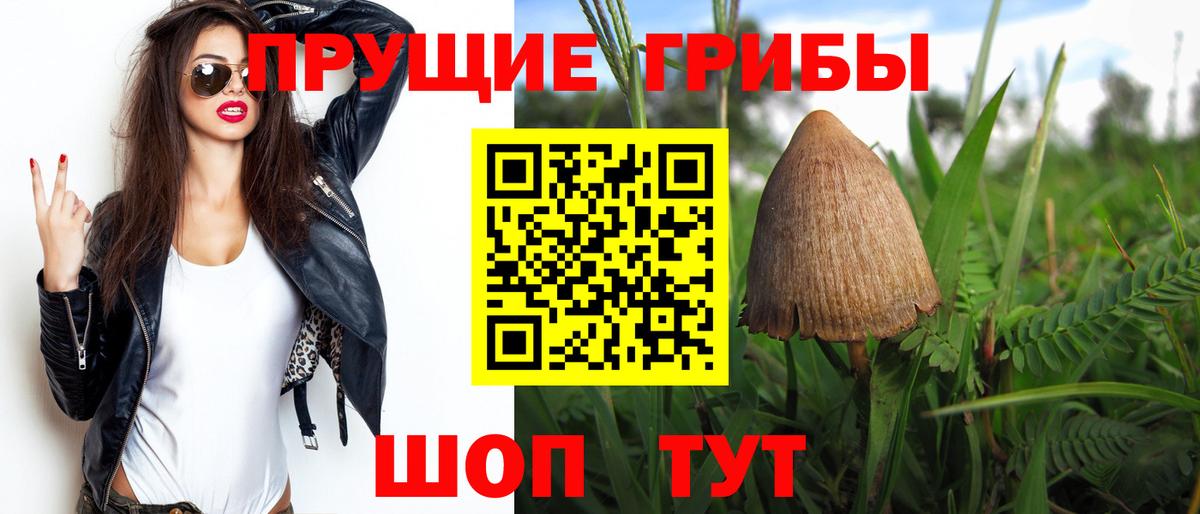 Галлюциногенные грибы Psilocybe Новочеркасск